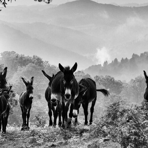 calabria_libro_ant_003_Mario_Greco