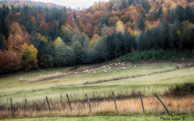 Autunno animato