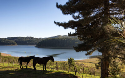 Cavalli sul lago Ampollino