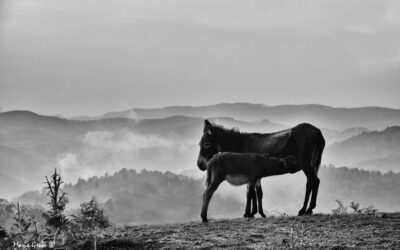 Madre e figlio #amareglianimali