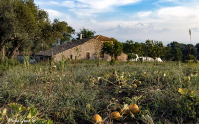 Campagne di Maierato