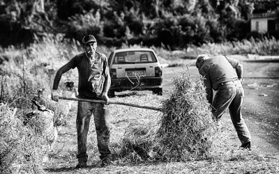 La ‘Sujaca’ di Caria (VV) contadini al lavoro