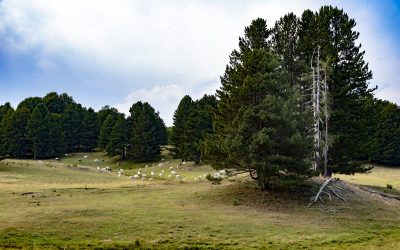 Sila- Tirivolo, a 1800 metri d’altezza è stata individuata l’aria più pulita d’Europa, forse addirittura del mondo.