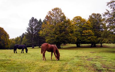 La chiamerò “Autunno”