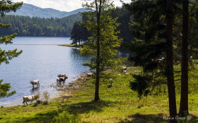 Sila- sul lago Ampollino