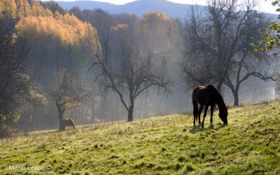 Autunno silano