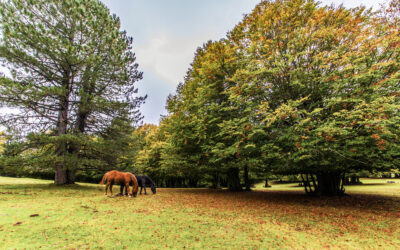 Autunno Silano