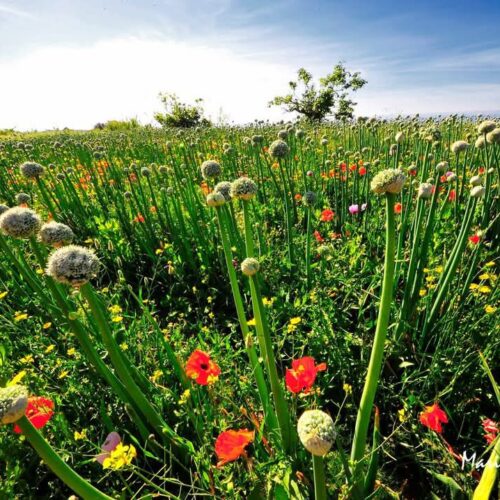 rossa_tra_colline-e-mare_001_Mario_Greco