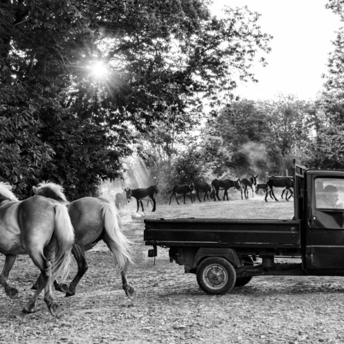 gallery_ape_006_Mario_Greco