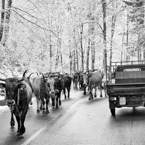 gallery_ape_007_Mario_Greco