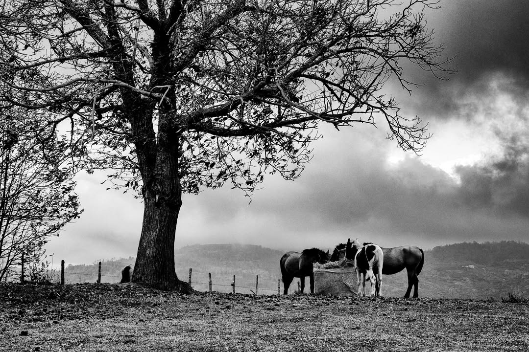 Mario Greco Fotografo